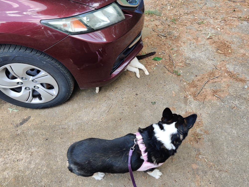 A corgi looks confused at a cat's legs sticking out from under a car.