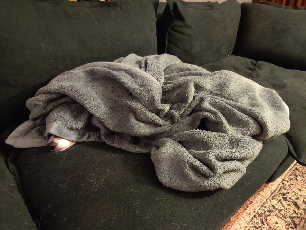 Mabel's nose is all that is visible, sticking out from under her blanket.