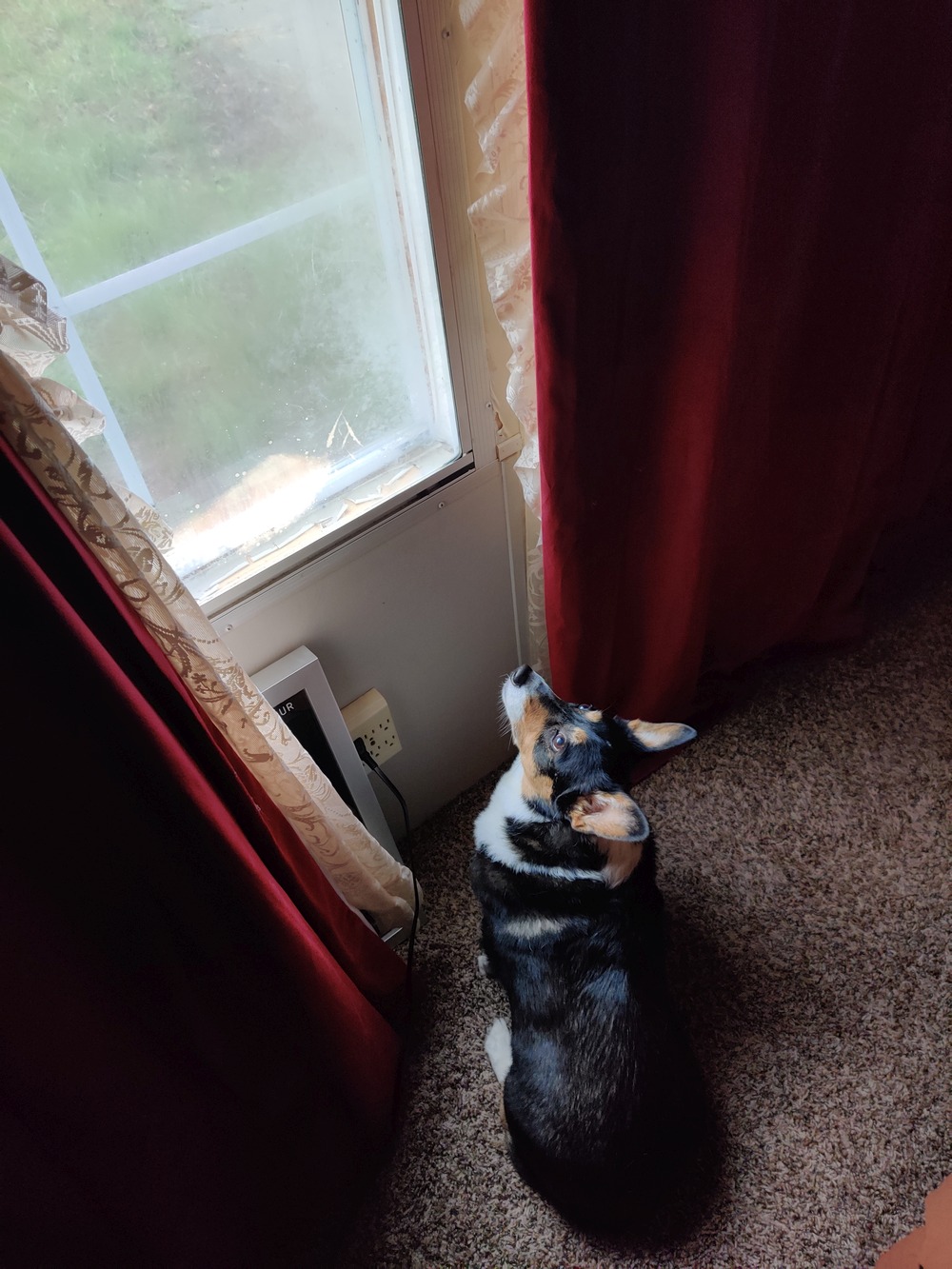 Mabel peers up into a window through a narrow gap in the curtains.