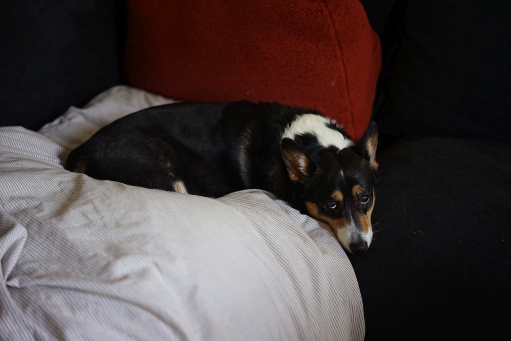 Mabel looks pleading up at the camera from the couch.