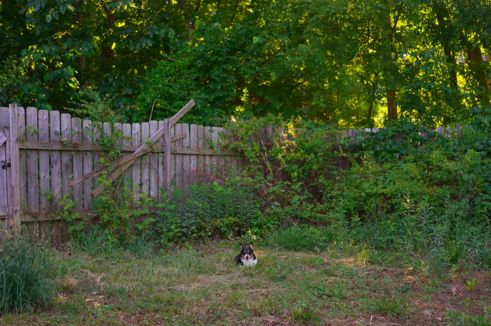 A small corgi lays down in the midst of a bunch of grass with a fence in the background.