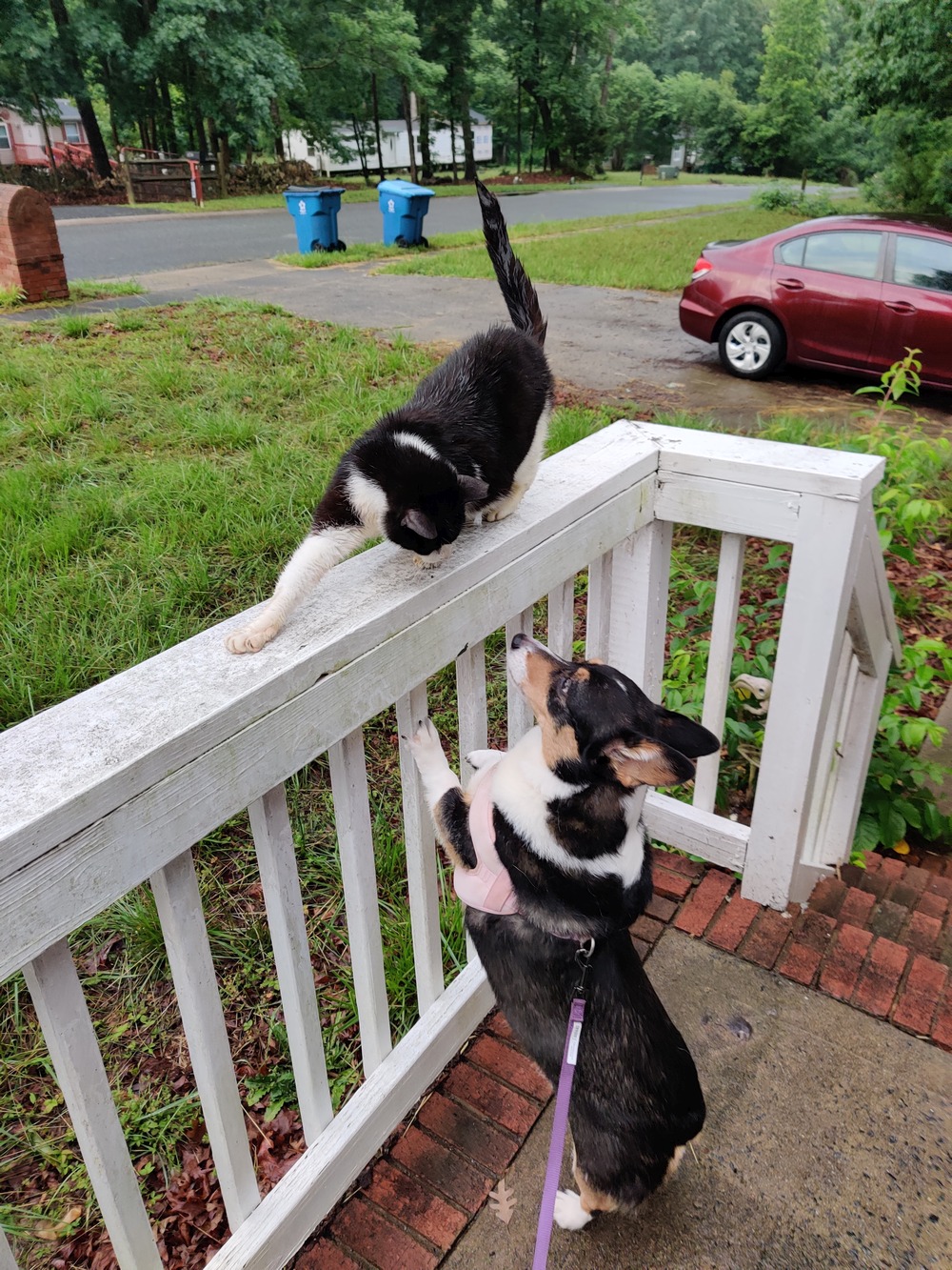 Mabel jumps up on the railing around a porch towards a cat that's standing on top.
