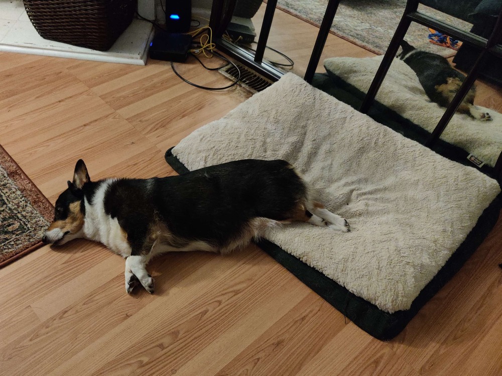 Mabel is lying on the floor. Only her back legs are on her bed.