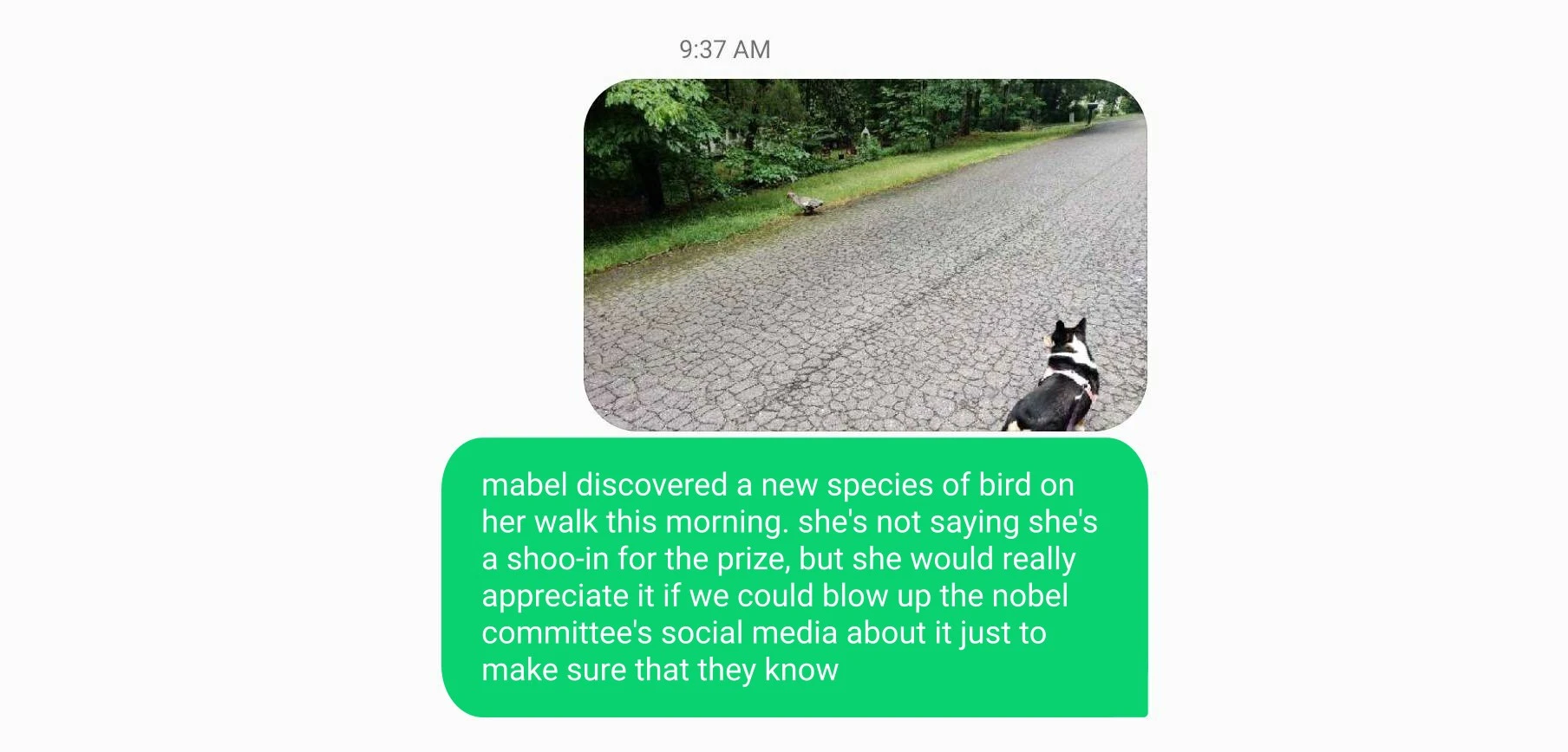 A screenshot of a text message. There's an image of a corgi looking across the street at a weird bird, and text that says "mabel discovered a new species of bird on her walk this morning. she's not saying she's a shoo-in for the prize, but she would really appreciate if we could blow up the nobel committee on social media to make sure that they know"